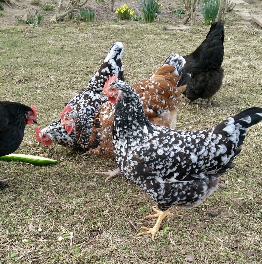 Blumenhuhn Sweatshirt - Lustiges Hühner Motiv Für Landliebhaber